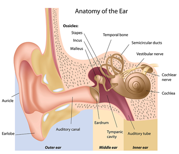 hearing-anatomy.png hearing-anatomy.png